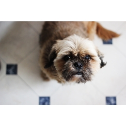 Zmiana karmy u psa. Jak wprowadzić nową karmę do diety pupila?