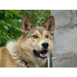 Shikoku (Shikoku inu) – Encyklopedia psów