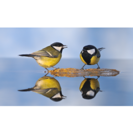 Sikorki - najważniejsze informacje o gatunkach tych ptaków