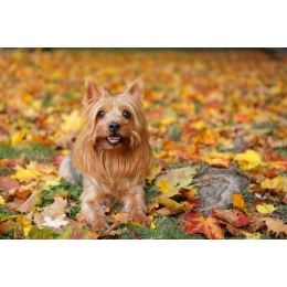 Australijski silky terrier (Australian silky terrier)  - Encyklopedia ras