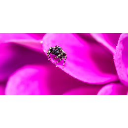 Skakunowate (Salticidae) - o skakunach w Polsce!