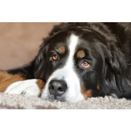 Jak rozpoznać skręt żołądka u psa? Poznaj przyczyny i pierwszą pomoc psu