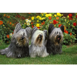 Skye terrier – encyklopedia psów