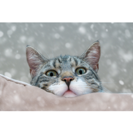 Jakie są najpopularniejsze koty w książkach, internecie i telewizji?