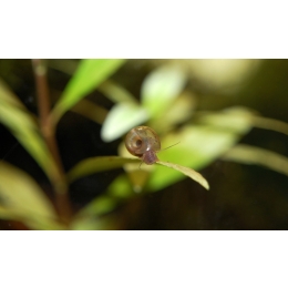 Ślimaki w akwarium – skąd się biorą i jak je usunąć? Czy wszystkie ślimaki są złe?