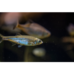 Słonecznica pospolita (Leucaspius delineatus) - mieszkanka polskich wód