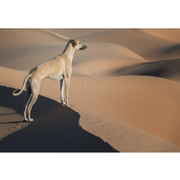 Chart arabski (sloughi) - encyklopedia ras psów