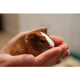 Śmierć świnki morskiej – jak poradzić sobie z tą stratą?