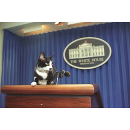 Jak odstraszyć koty z miejsc, w których nie powinny przebywać?