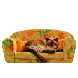 Hodowla kotów – jak ją założyć?