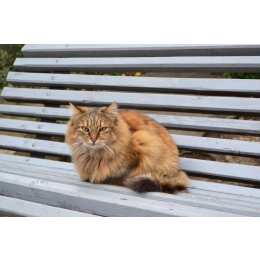 Kot somalijski (Somali cat) charakterystyka, pielęgnacja, zdrowie - Encyklopedia kotów