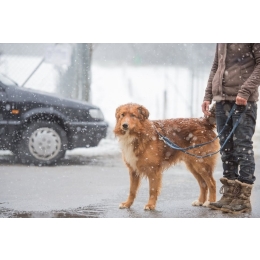 Przepis na idealny spacer z psem