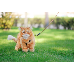 Wychodzenie z kotem na spacer – za i przeciw