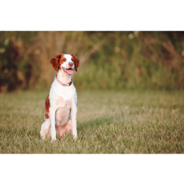 Spaniel bretoński (Epagneul breton) - francuski wyżeł w typie spaniela. Encyklopedia ras psów