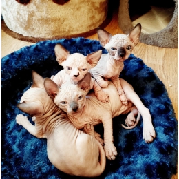 Kot sfinks – najważniejsze informacje o rasie