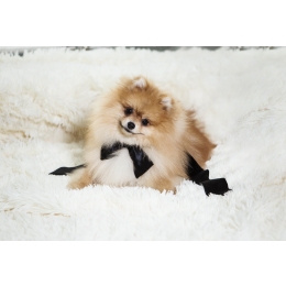 Najlepsze sposoby na intensywne wypadanie sierści u psa