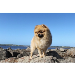 Szpic miniaturowy (Pomeranian) - charakterystyka, pielęgnacja, zdrowie (Encyklopedia psów)