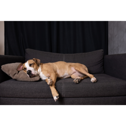 Spokojne psy - czy takie właściwie istnieją?