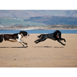 Springer spaniel angielski – najważniejsze informacje o rasie