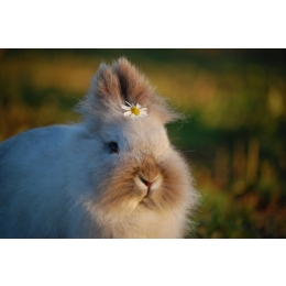 Ruja u królika. Za i przeciw kastracji królika