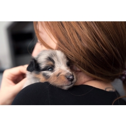 Stres u zwierząt - przyczyny, objawy i leczenie