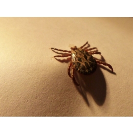 Strzyżak jeleni (sarni) – czym jest latający kleszcz?