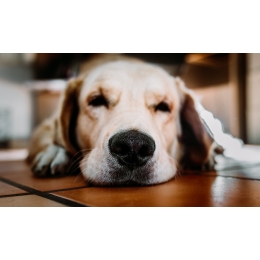 Nos u psa – zimny, ciepły, suchy, mokry? Co mówi o zdrowiu psa?