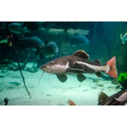 Sum rekini – najważniejsze informacje o gatunku