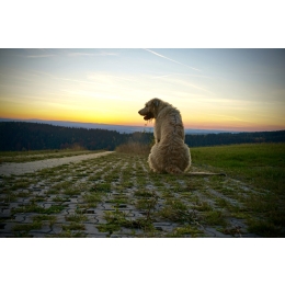 Wilczarz irlandzki – najważniejsze informacje o rasie