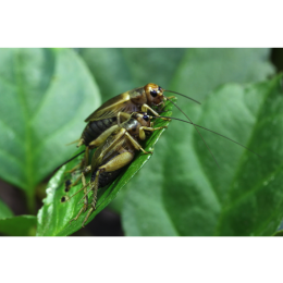 Świerszcz domowy (Acheta domesticus) - najważniejsze informacje o gatunku i hodowli