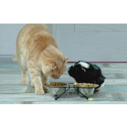 Świnka morska a kot i pies - czy takie połączenie może się udać?