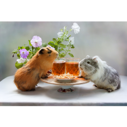 Świnka morska (kawia domowa) - najważniejsze informacje