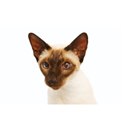 Encyklopedia kotów: rasa kot syjamski (Siamese cat)