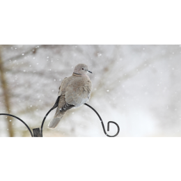Synogarlica (Streptopelia decaocto) - poznaj lepiej gołębia, który stał się symbolem miłości