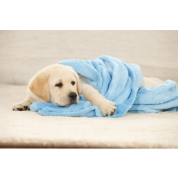 Nowy domownik - ekspert Eukanuby radzi