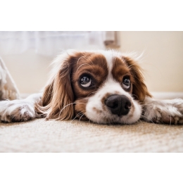 Szczeniak i kociak w domu - co musisz wiedzieć?