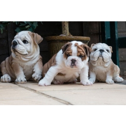 Buldog angielski (English bulldog) opis rasy - Encyklopedia psów