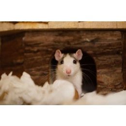 Szczury - wszystko co musisz wiedzieć o tych gryzoniach