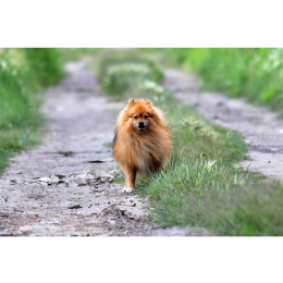 Szpic mały niemiecki - Encyklopedia psów