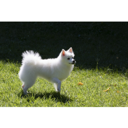 Szpic średni niemiecki - Encyklopedia psów