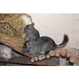 Woliera do szynszyli – budowa woliery krok po kroku