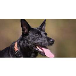 Pies tajwański (Taiwan Dog) - encyklopedia ras psów