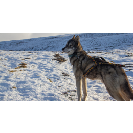 Tamaskan - encyklopedia ras psów