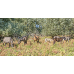 Tarpan - dziki koń stepowy - najważniejsze informacje o rasie