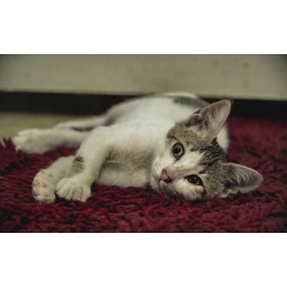 Jak wygląda tasiemiec u kota i jakie daje objawy?