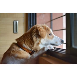 Tasiemiec u psów – najgroźniejszy psi pasożyt?