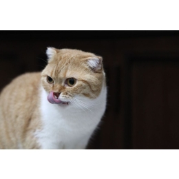 Tauryna dla kota – właściwości zdrowotne