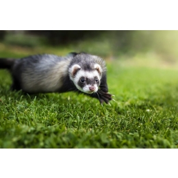 Tchórzofretki – jacy są krewniacy fretki domowej?