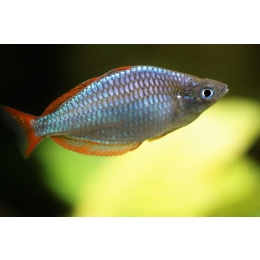 Tęczanka neonowa – najważniejsze informacje o gatunku