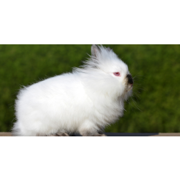 Królik karzełek teddy - opis rasy